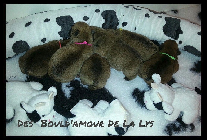 Des Bould'Amour De La Lys - Bouledogue français - Portée née le 28/01/2015