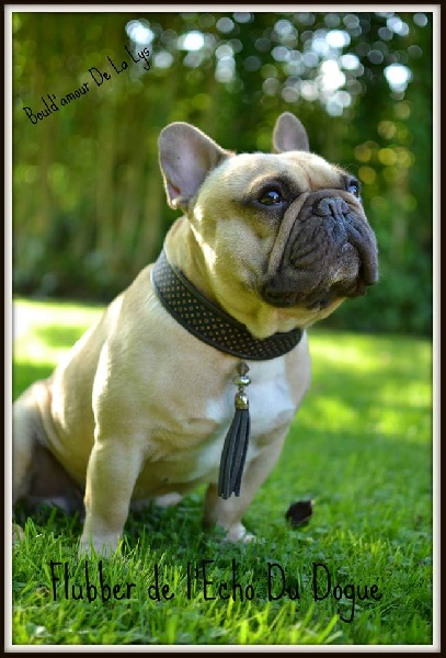 Flubber De l'echo du dogue