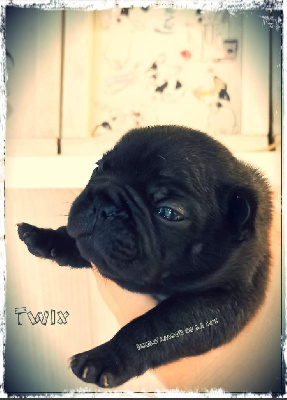 TWIX