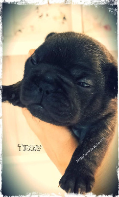 TESSY